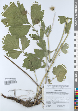 KPABG050443