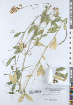 KPABG050450