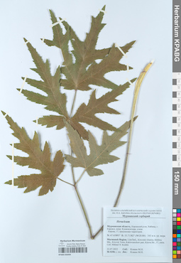 KPABG050494