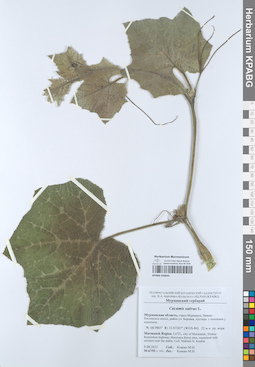 KPABG050644