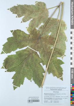 KPABG050649
