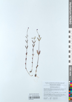 KPABG050658