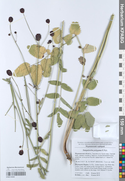 KPABG050668