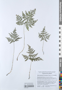 KPABG050682
