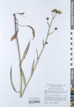 KPABG050704