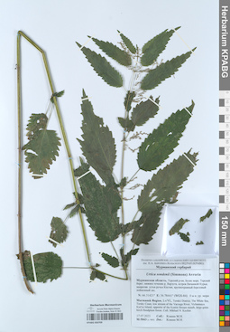 KPABG050709