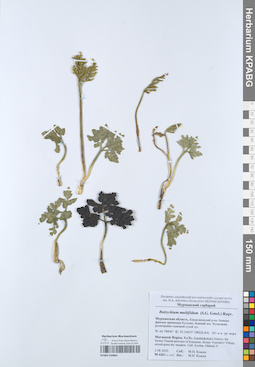 KPABG050864