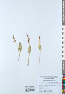 KPABG050867