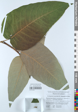 KPABG050869