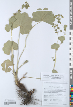 KPABG052286