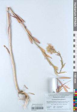KPABG052333