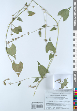 KPABG052337