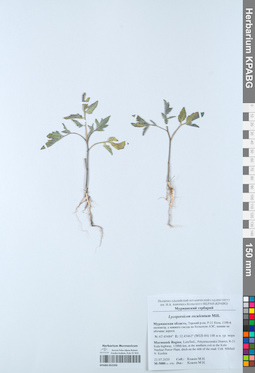 KPABG052350