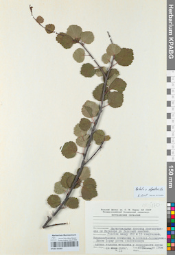 KPABG050387