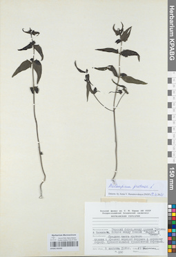KPABG050395