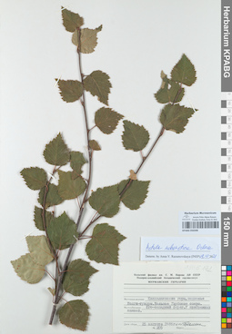 KPABG050398
