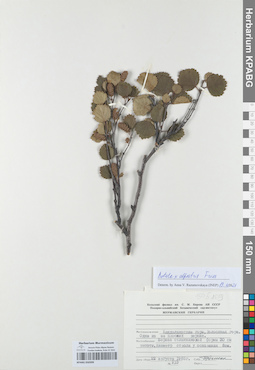 KPABG050399