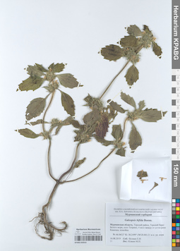 KPABG050542