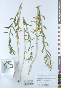 KPABG050586
