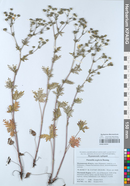 KPABG050594