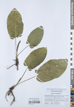 KPABG050610