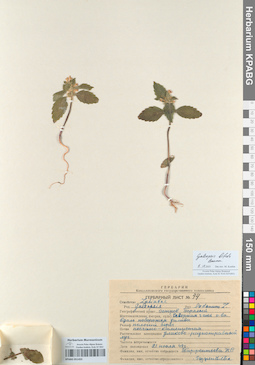 KPABG051455
