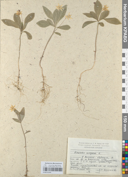 KPABG051481