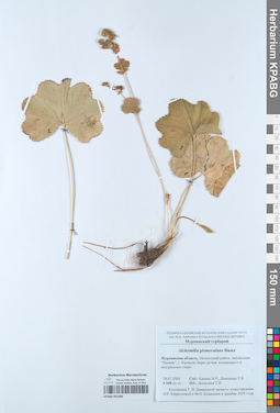 KPABG051685