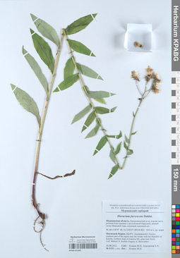 KPABG051695