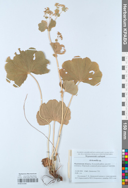 KPABG051806