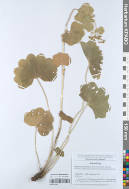 KPABG051807
