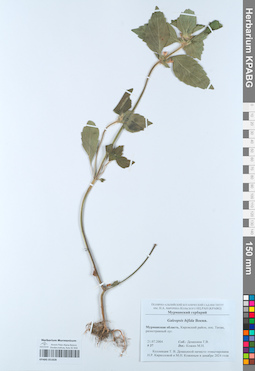 KPABG051828