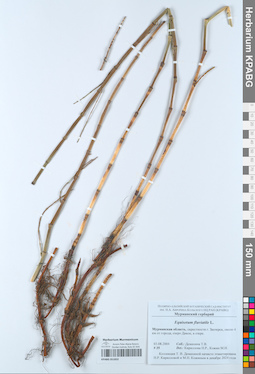 KPABG051832