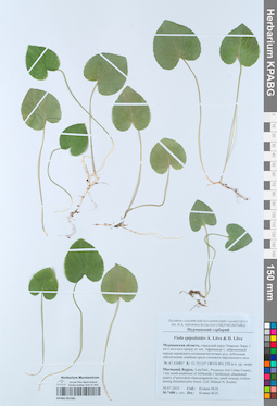 KPABG051581