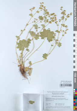 KPABG051637