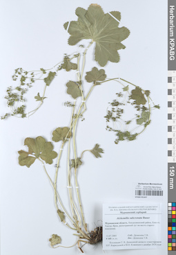 KPABG051657