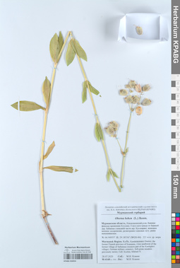 KPABG050924