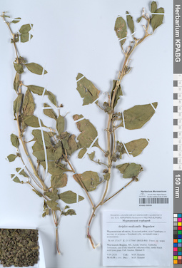 KPABG050938
