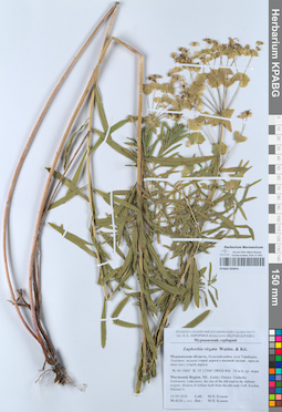 KPABG050941
