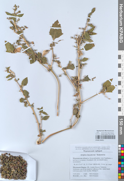 KPABG050951