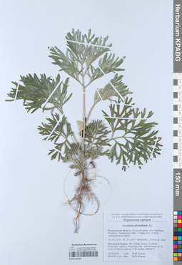 KPABG050953