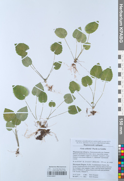 KPABG050957