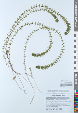 KPABG050966