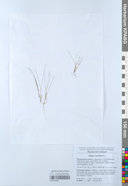 KPABG050989