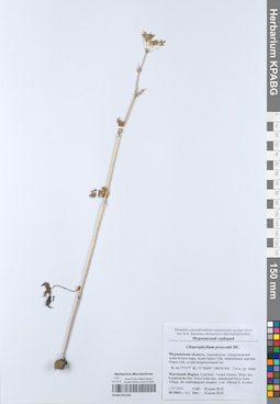 KPABG051026