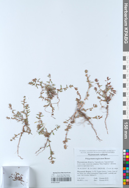 KPABG051037