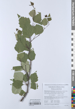 KPABG051385