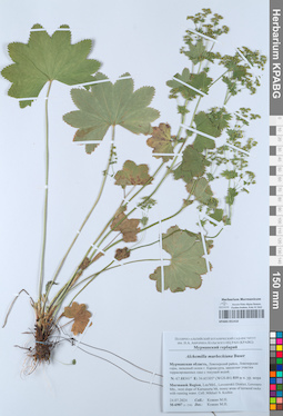 KPABG051410