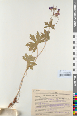 KPABG051509