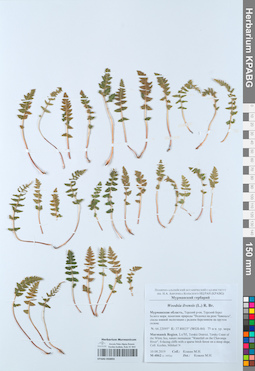 KPABG050893
